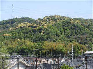 ツブラジイ